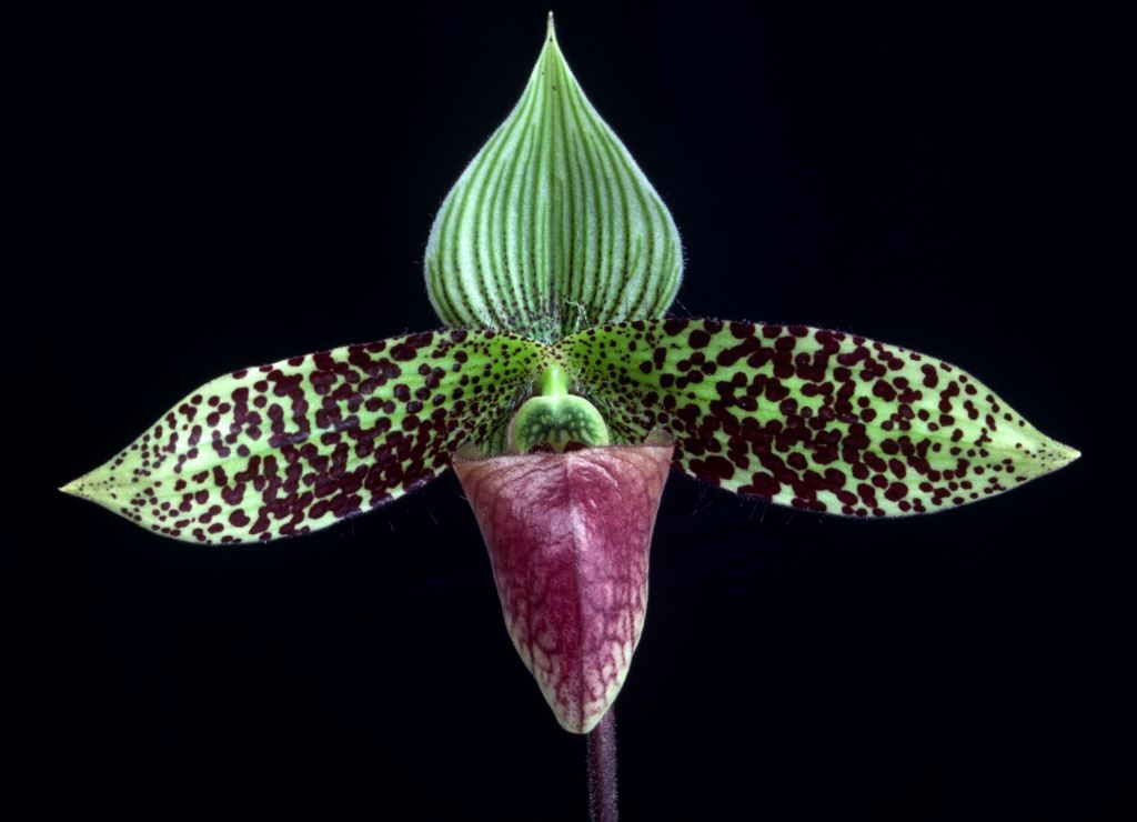 Paphiopedilum sukhakulii - HCC/AOC