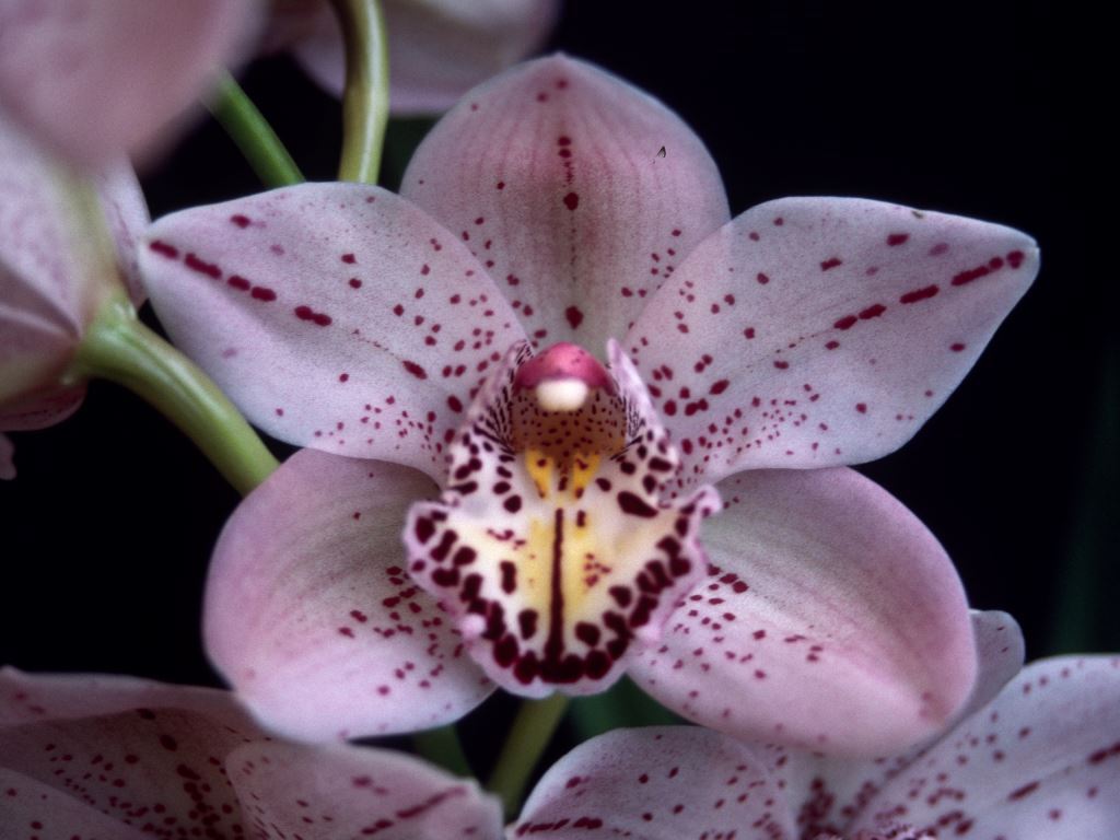 Cym Forrest Place 'Queen's Jewel'