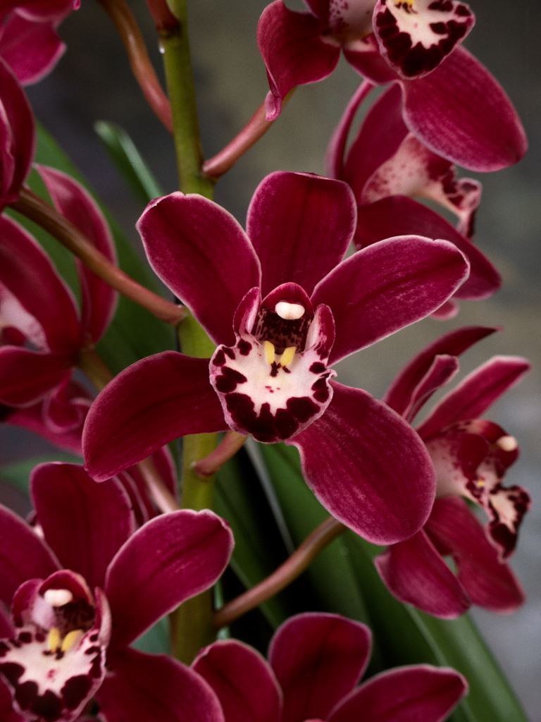 Cymbidium Red Devil