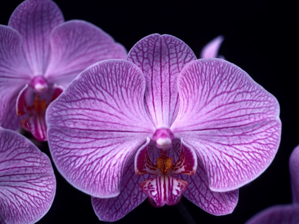 Phal Memoria Fanny Patching 'Q'lander'