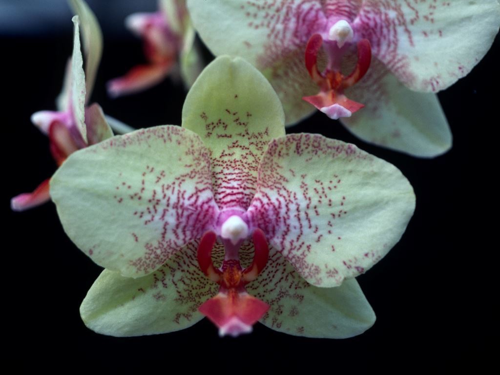 Phal Sunlands Fire Gold 'Q'lander'