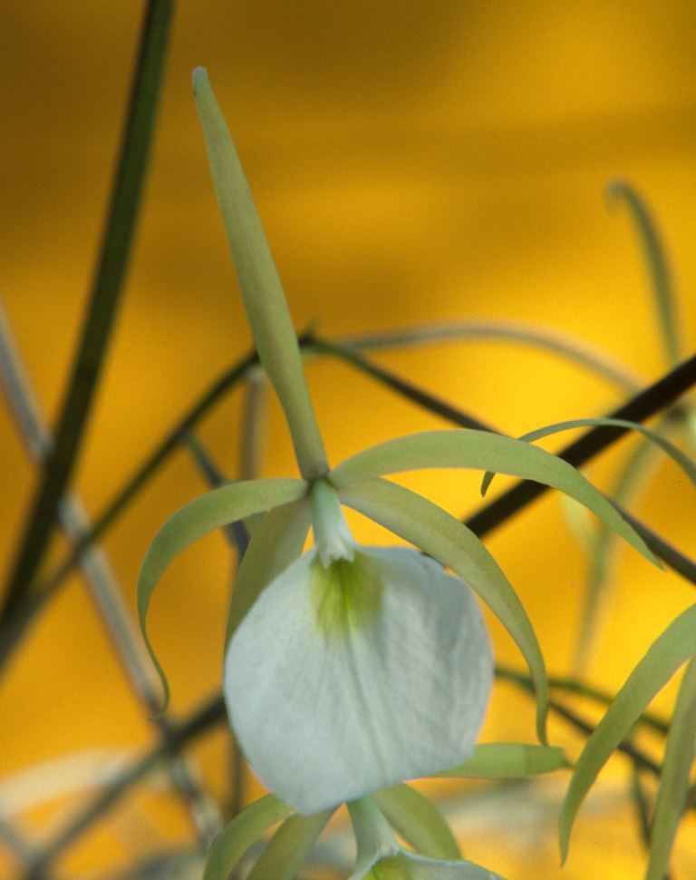 Brassavola tuberculata - ACC/AOC