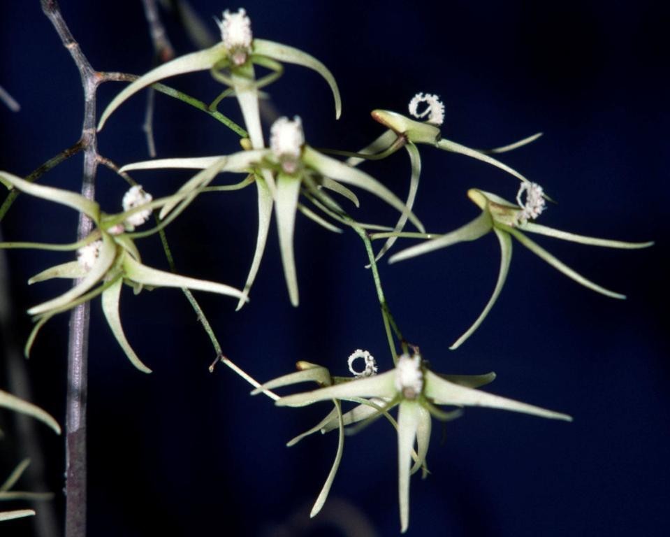 Dendrobium teretifolium var. fasciculatum - ACC/AOC