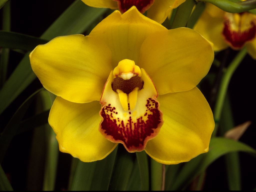 Cymbidium Jubilation