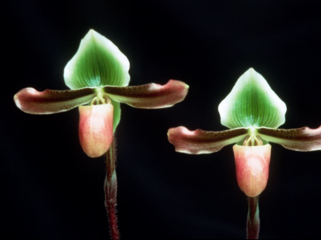 Paphiopedilum mastersianum var. mastersianum - HCC/AOC