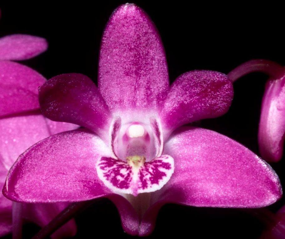 Dendrobium kingianum