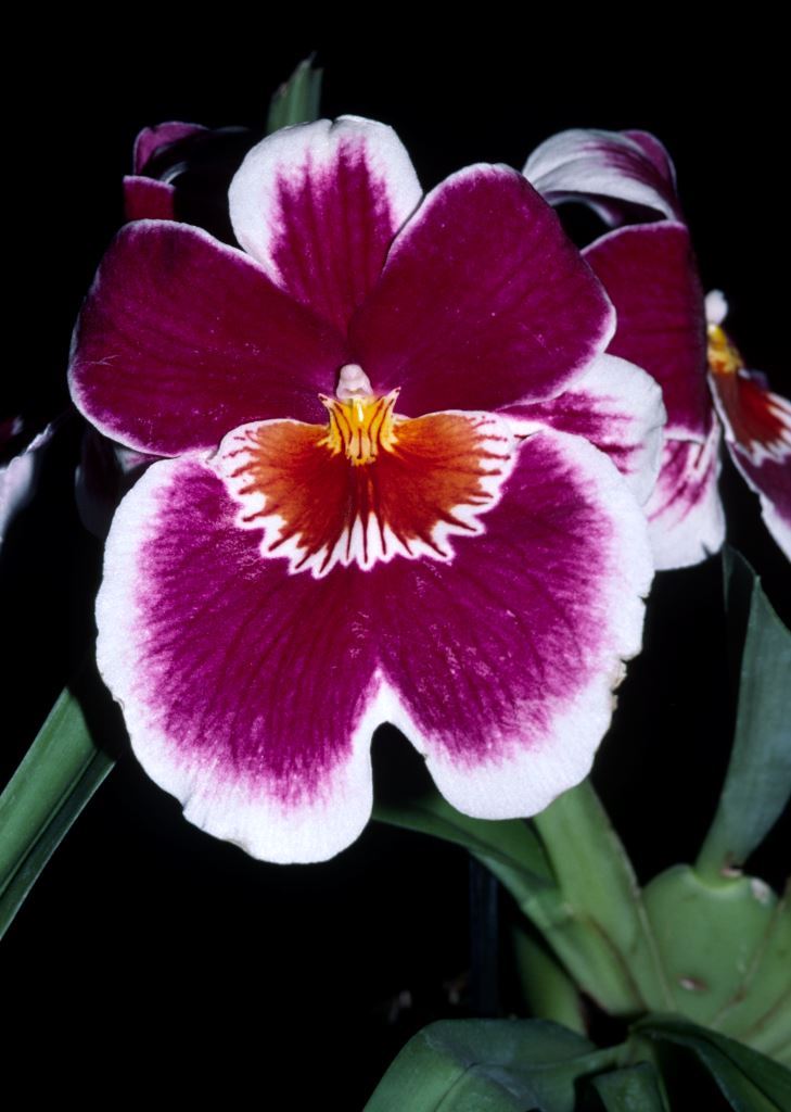 Miltoniopsis Cute