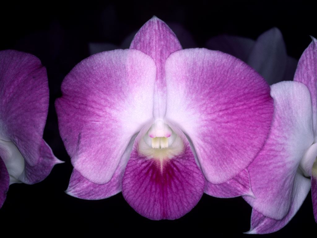 Dendrobium Dal Maree