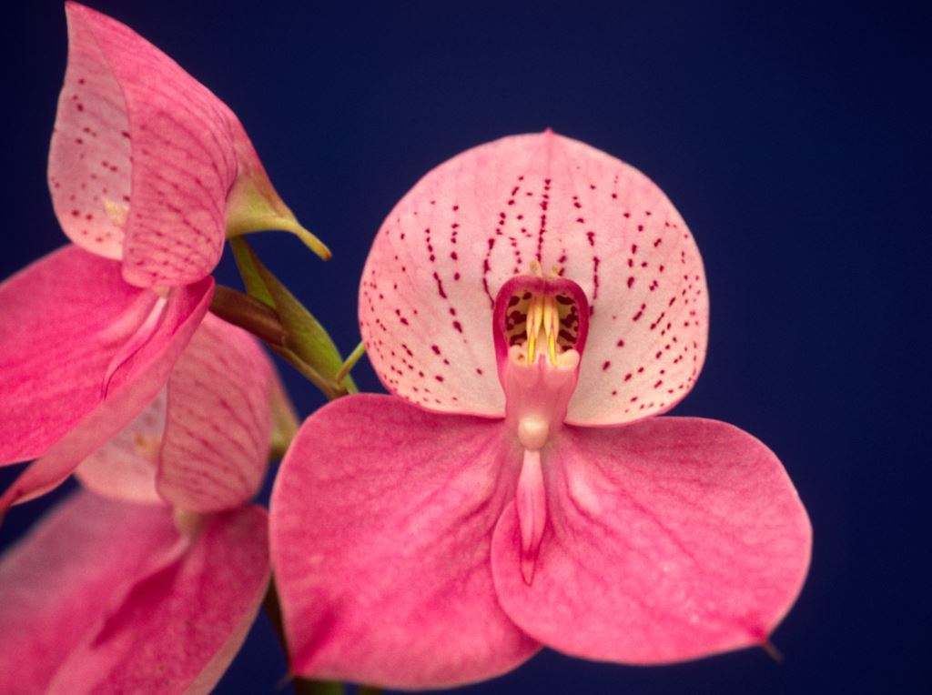 Disa Unilangley