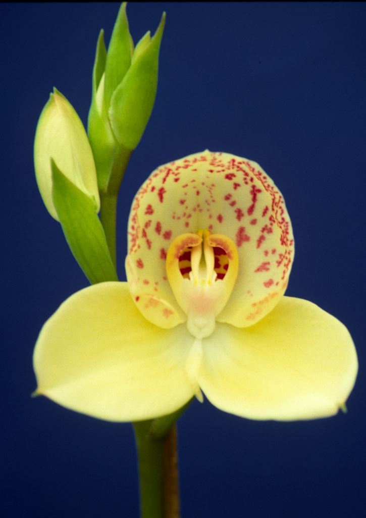 Disa White Christmas