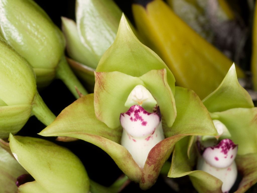 Bifrenaria tetragona