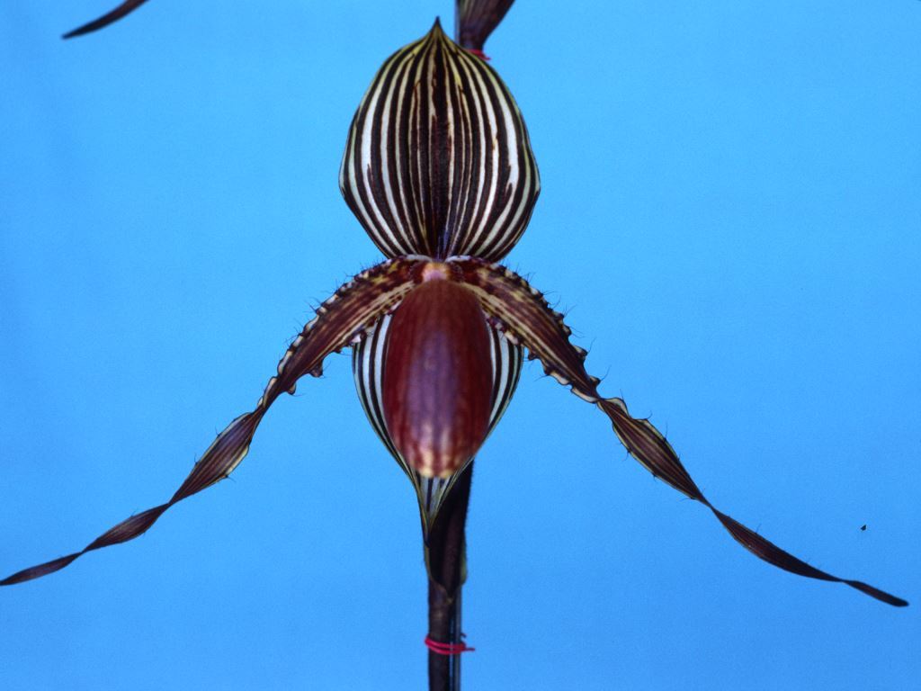 Paphiopedilum Susan Booth - HCC/AOC
