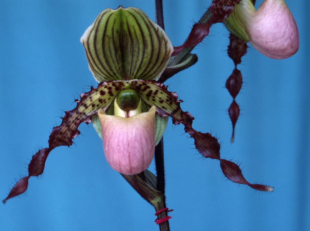 Paphiopedilum Helvetia - HCC/AOC