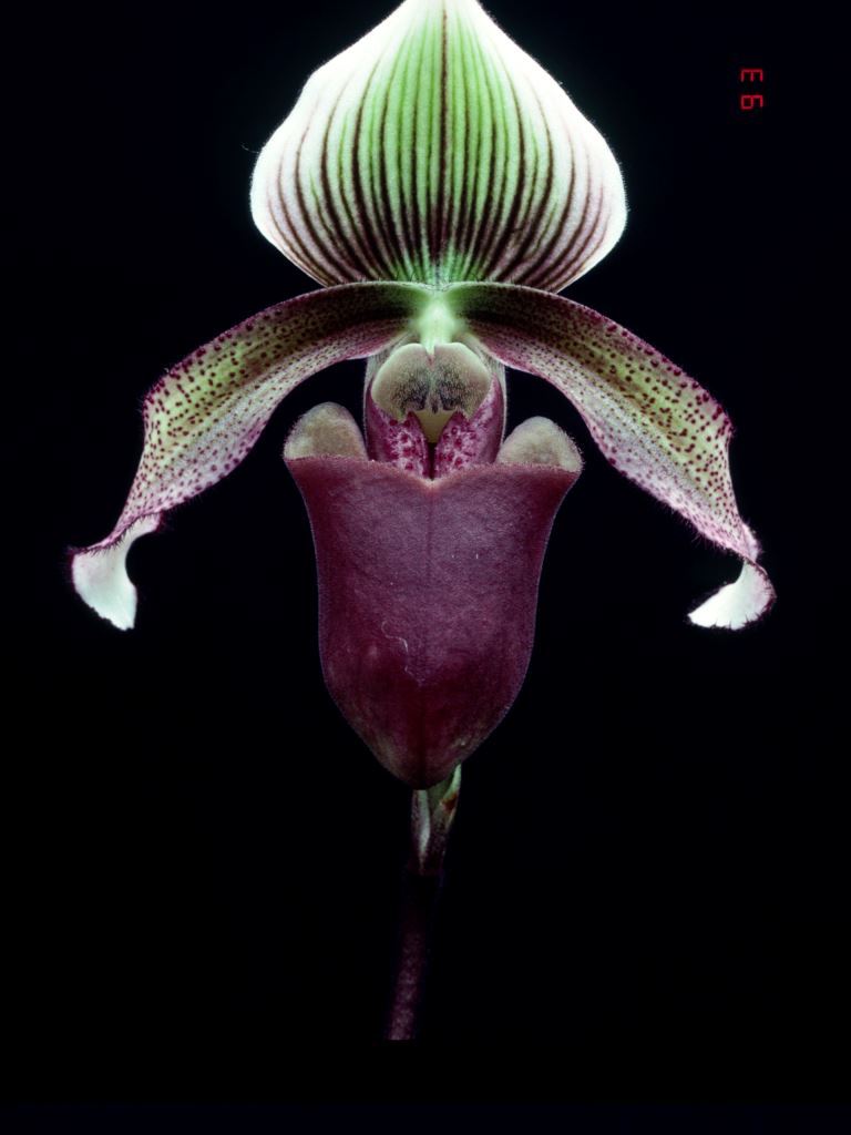 Paphiopedilum superbiens - HCC/AOC