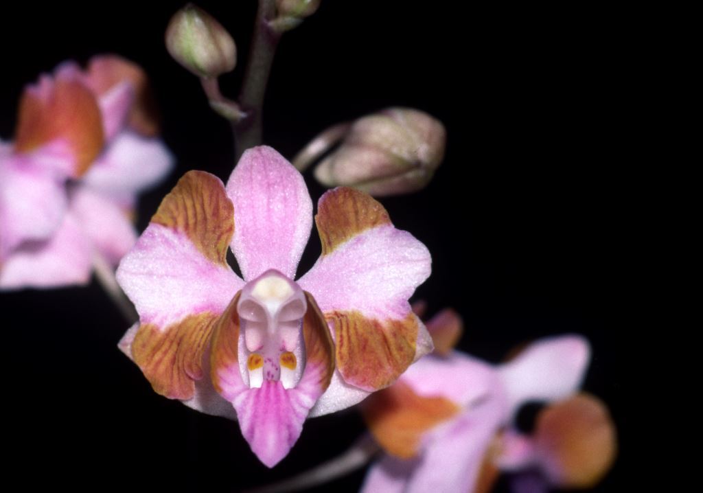 Phalaenopsis pulcherrima