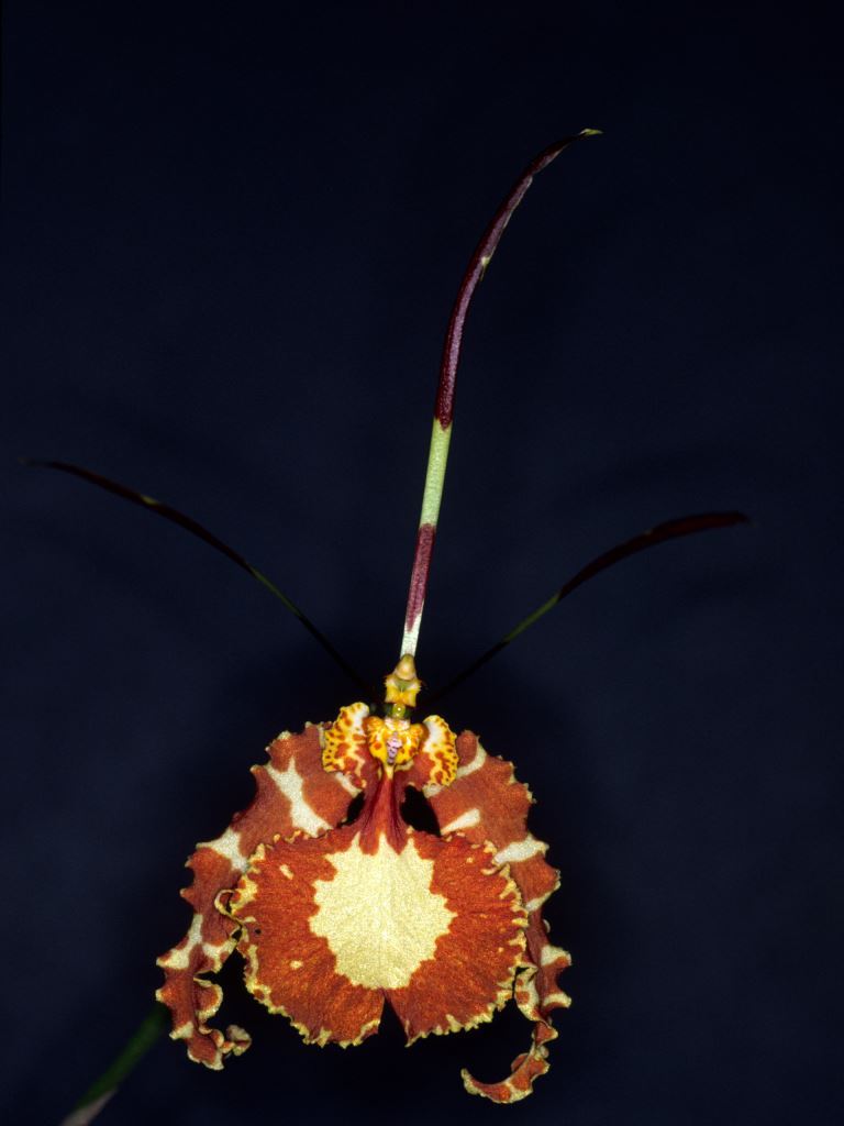 Psychopsis papilio - HCC/AOC