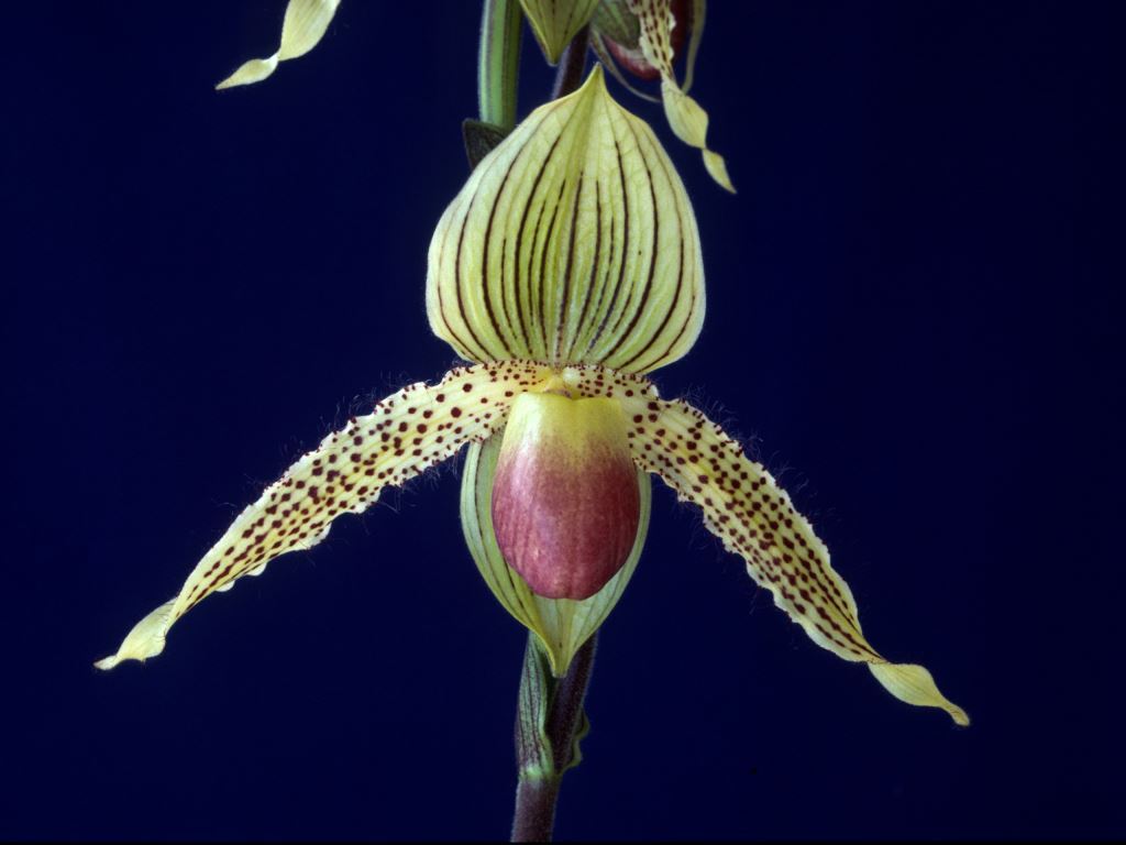 Paphiopedilum Prime Child - HCC/AOC