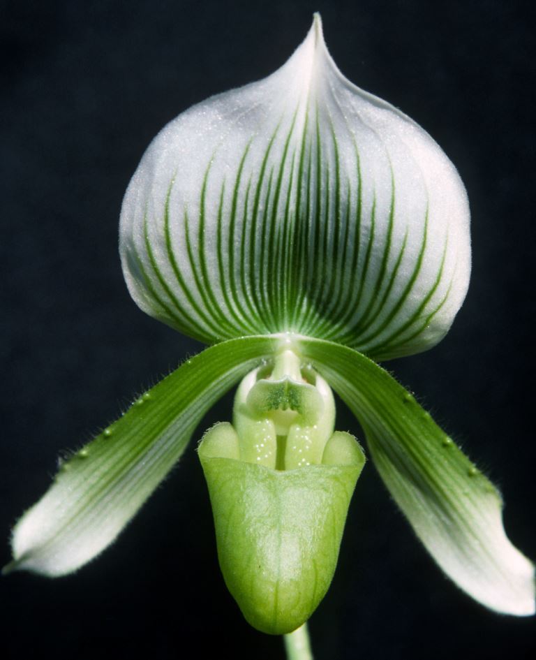 Paphiopedilum Gael