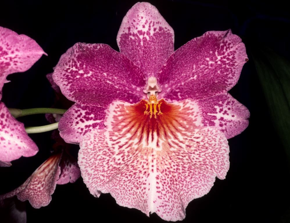 Oncidiopsia Papageno 'Athol's Pride'