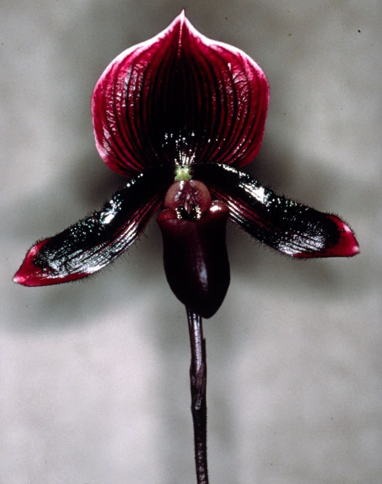 Paph Emerald