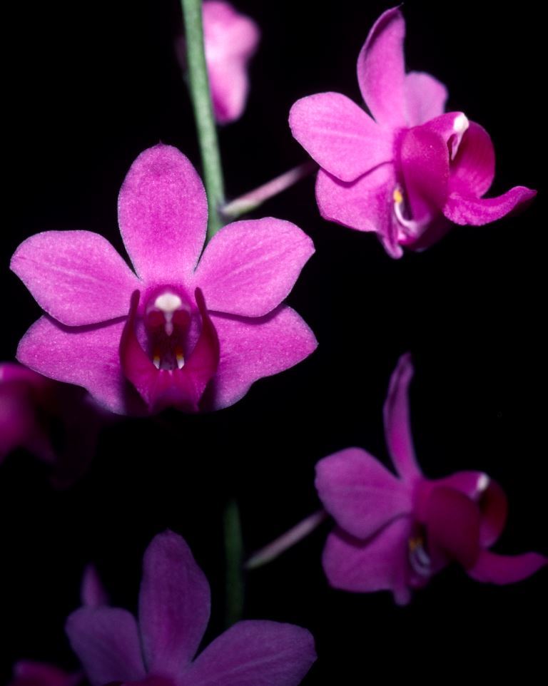Phalaenopsis pulcherrima var. pulcherrima - AM/AOC
