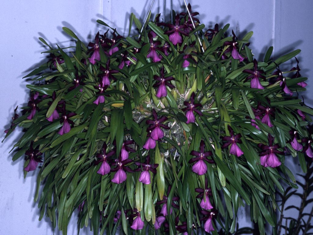 Miltonia moreliana - ACC/AOC