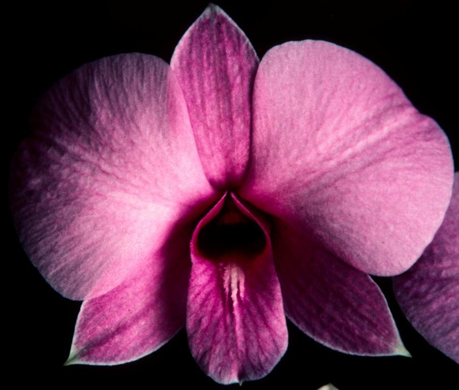 Dendrobium bigibbum var. compactum - HCC/AOC