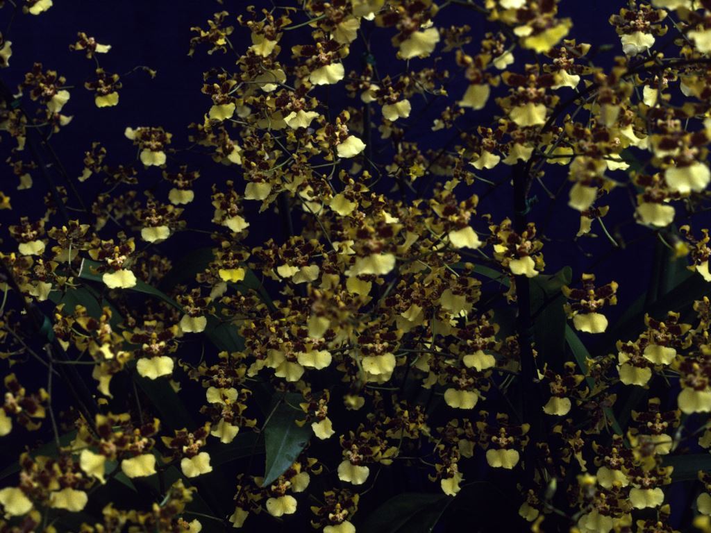 Oncidium Fah