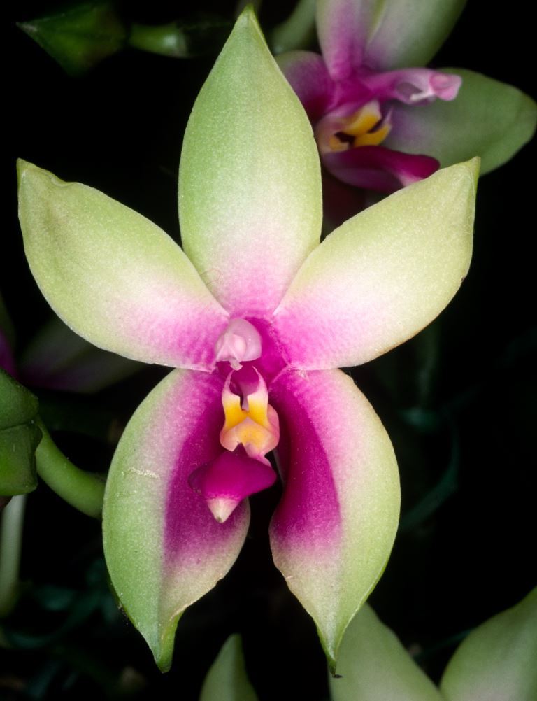Phalaenopsis violacea