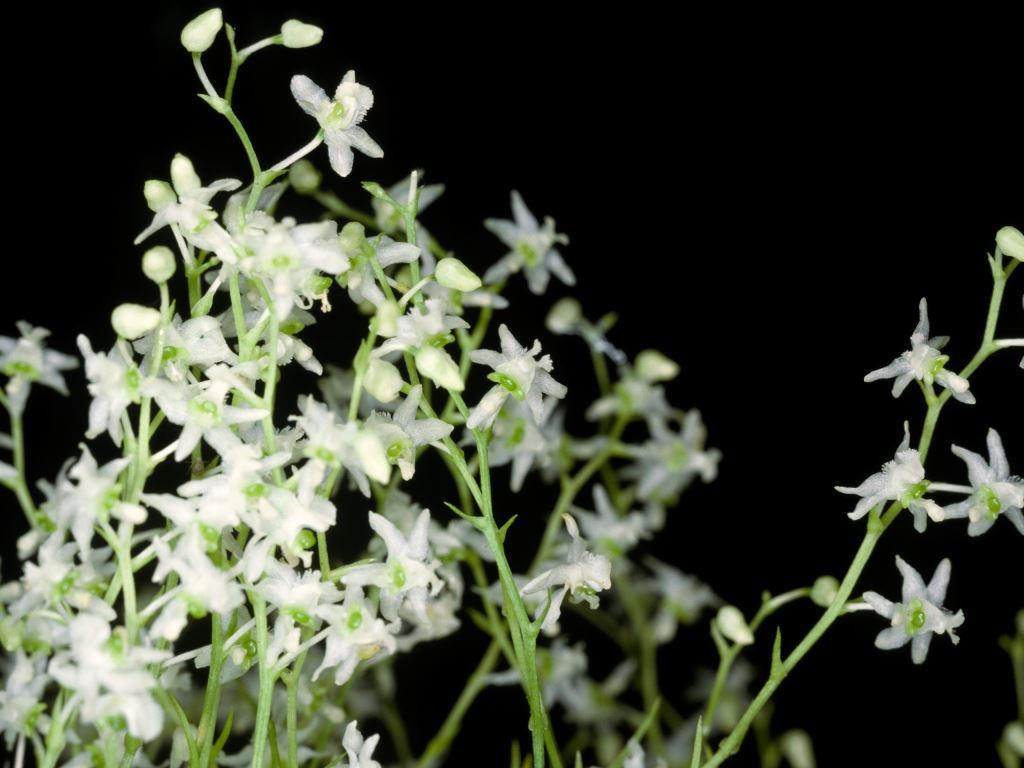 Phymatidium falcifolium - CBM/AOC