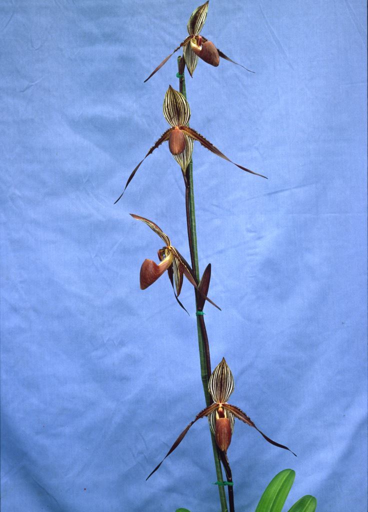 Paph Susan Booth