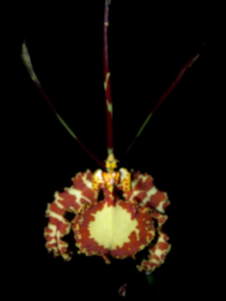 Psychopsis papilio