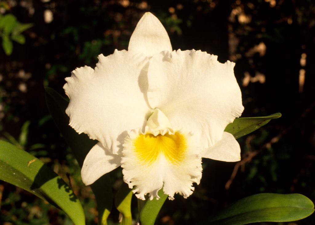 Rhyncholaeliocattleya Beth Hughes - AM/AOC