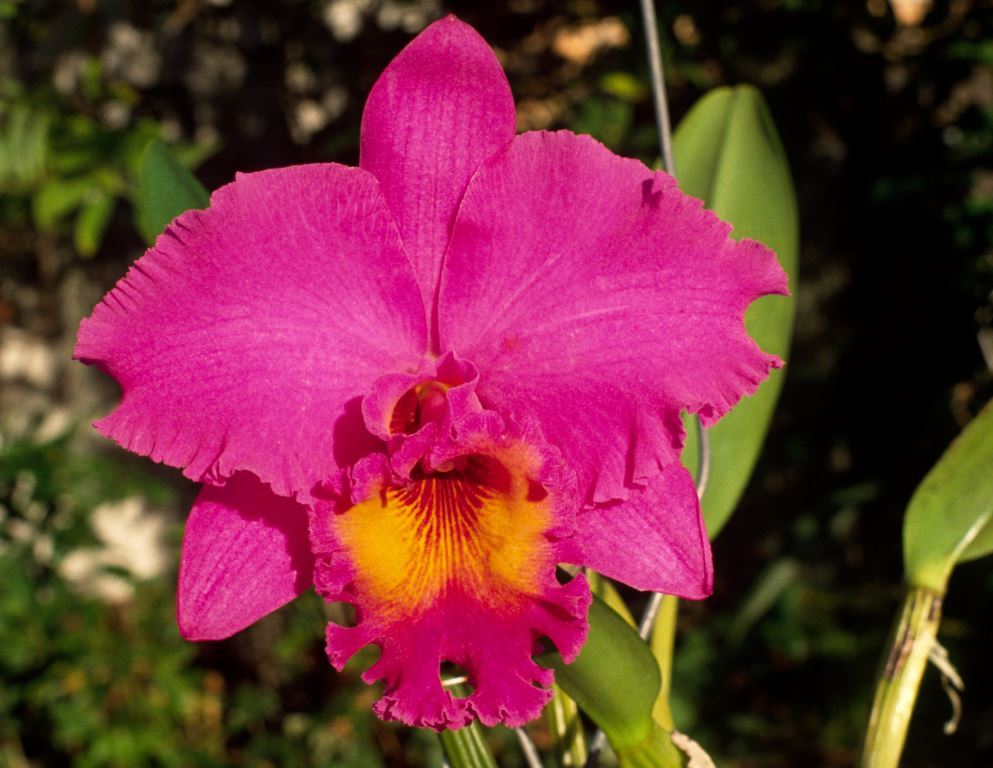Rhyncholaeliocattleya Jessie Simpson