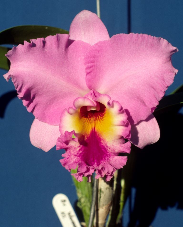 Rhyncholaeliocattleya Wonder Pink