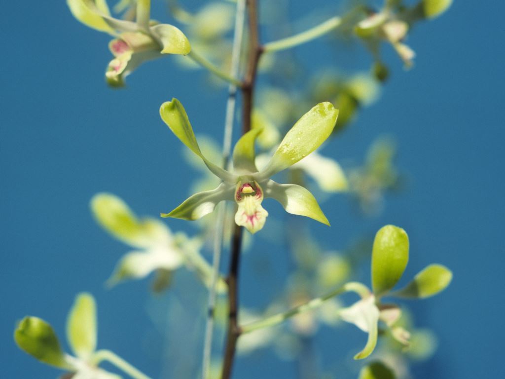 Dendrobium Banana Royal