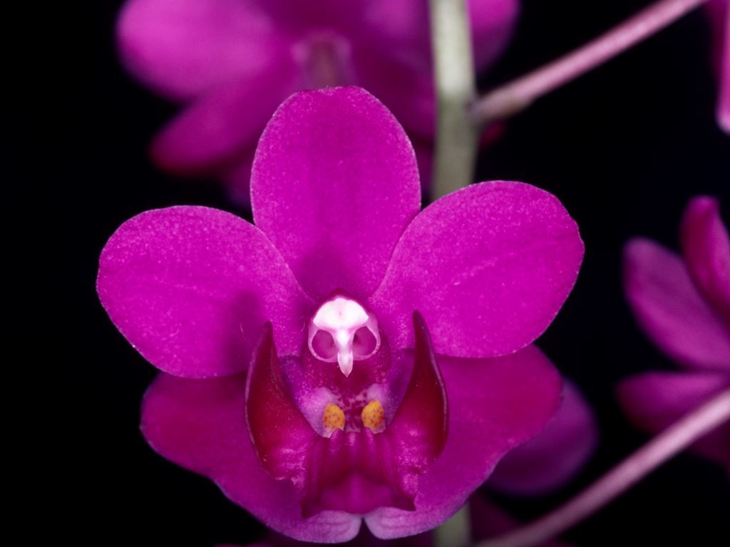 Phalaenopsis pulcherrima var. pulcherrima - HCC/AOC