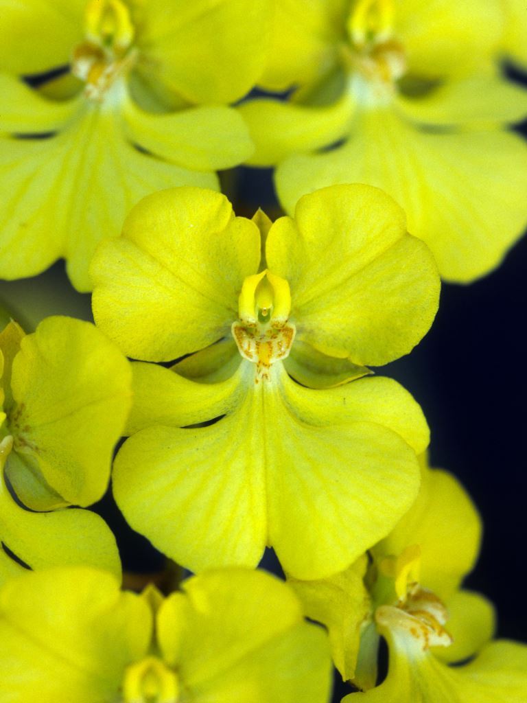 Zelenkoa onusta - AM/AOC