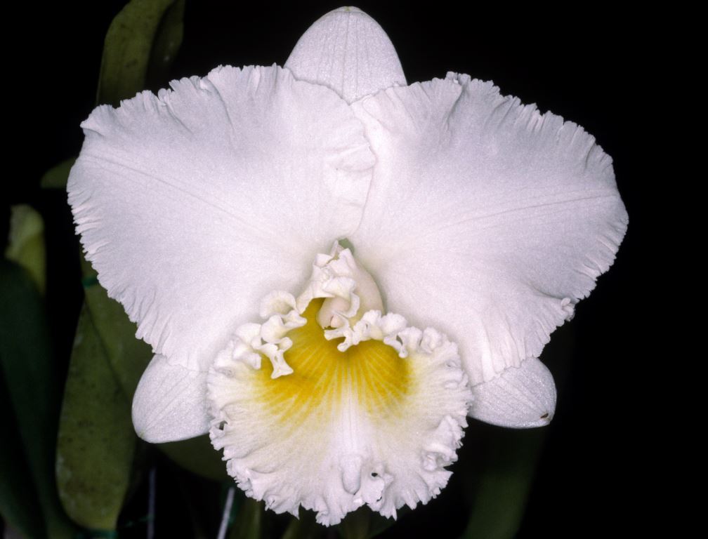 Rlc Sylvia Fry