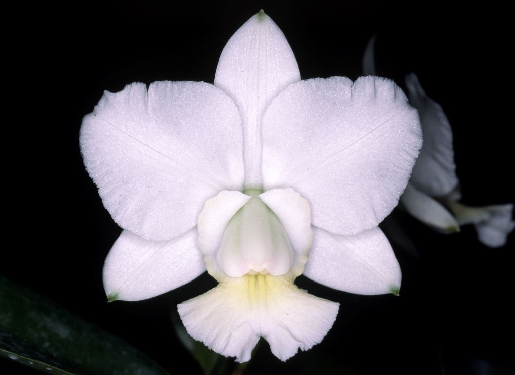 Cattleya x dolosa
