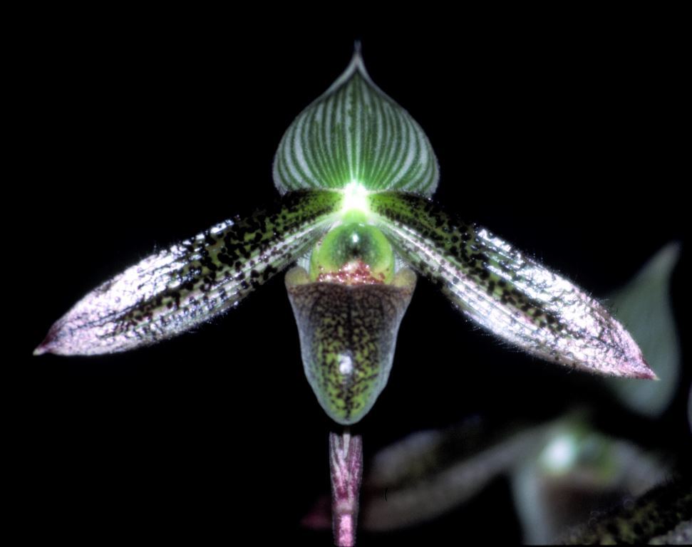 Paphiopedilum wardii - HCC/AOC