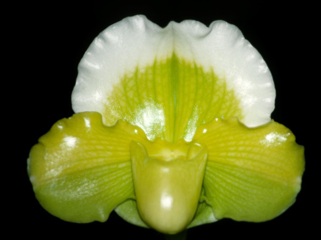 Paphiopedilum Jolly Green Gem