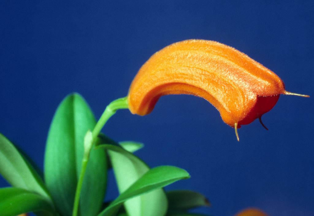 Masdevallia mendozae