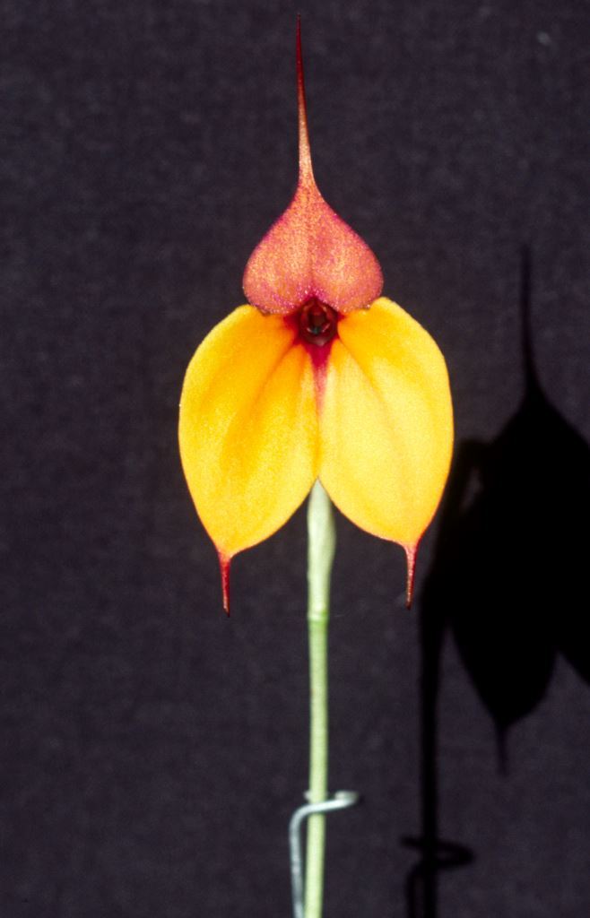 Masdevallia welischii