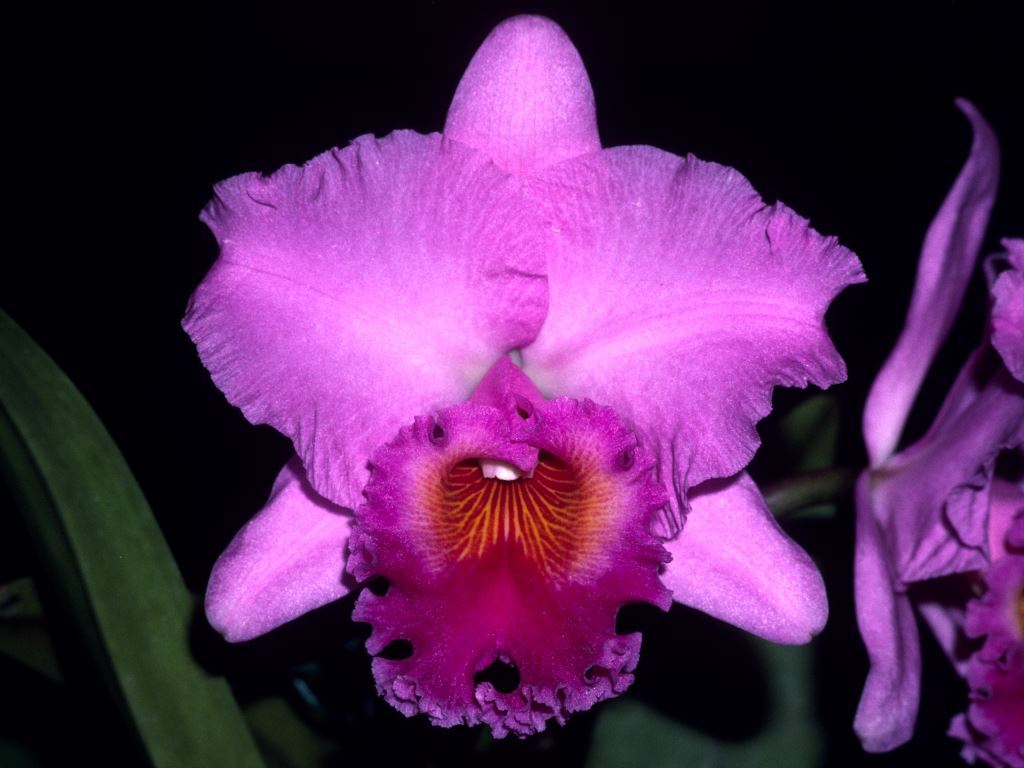 Rhyncholaeliocattleya Hawaiian Princess