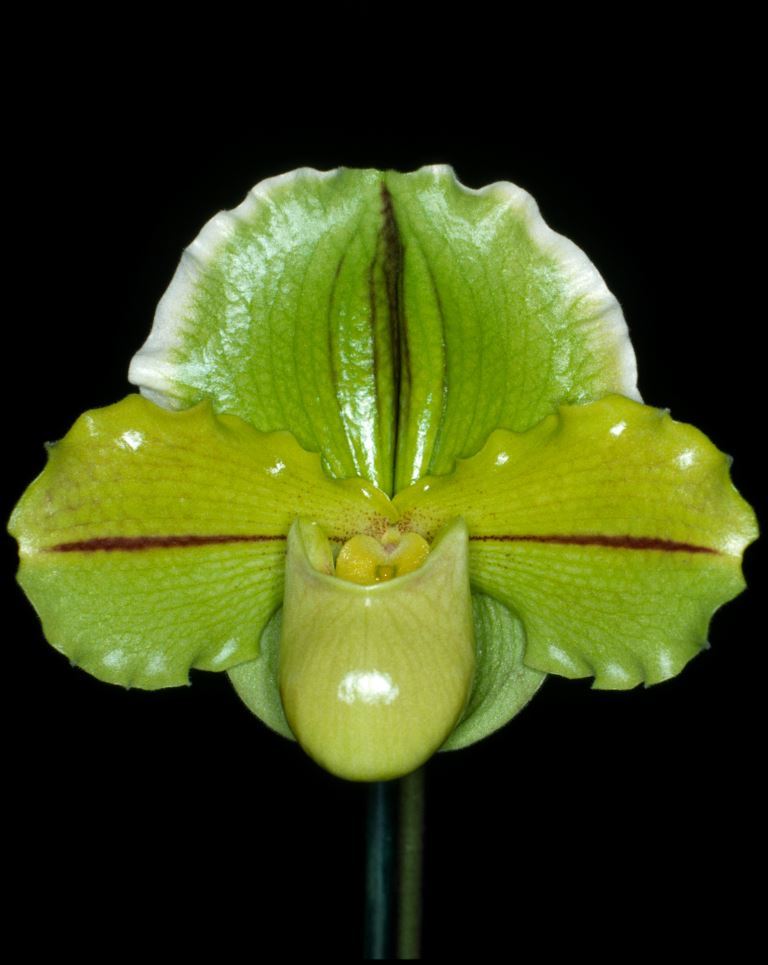 Paph Jolly Meadows