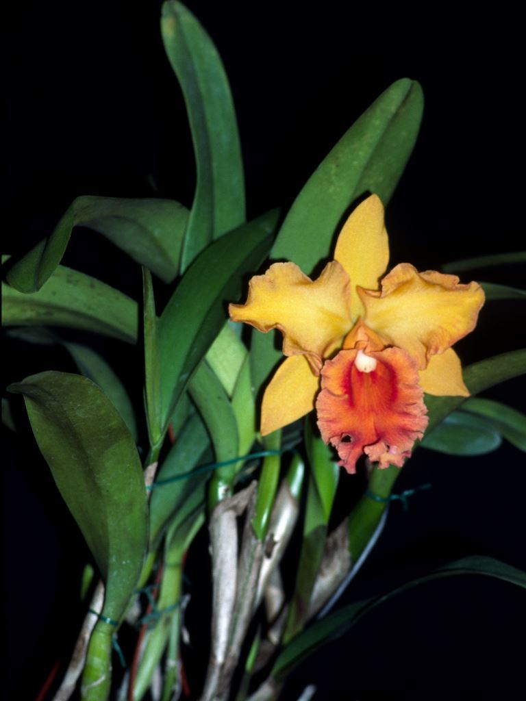 Rlc Memoria Mary Hughes