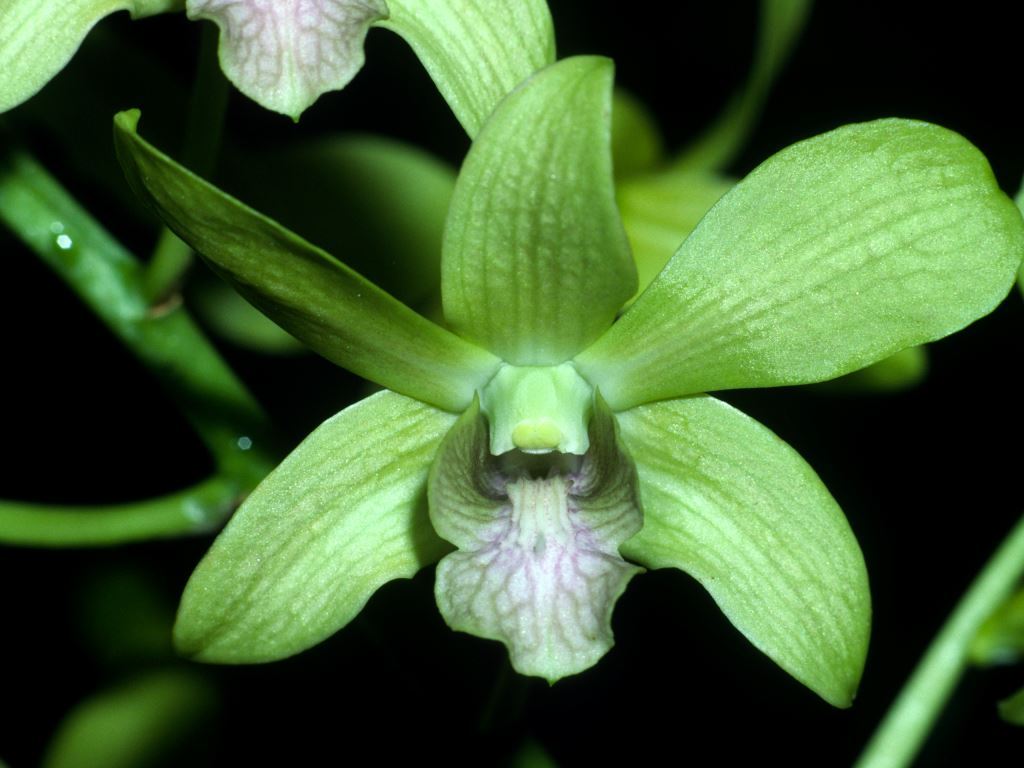 Dendrobium Yong Kok Wah