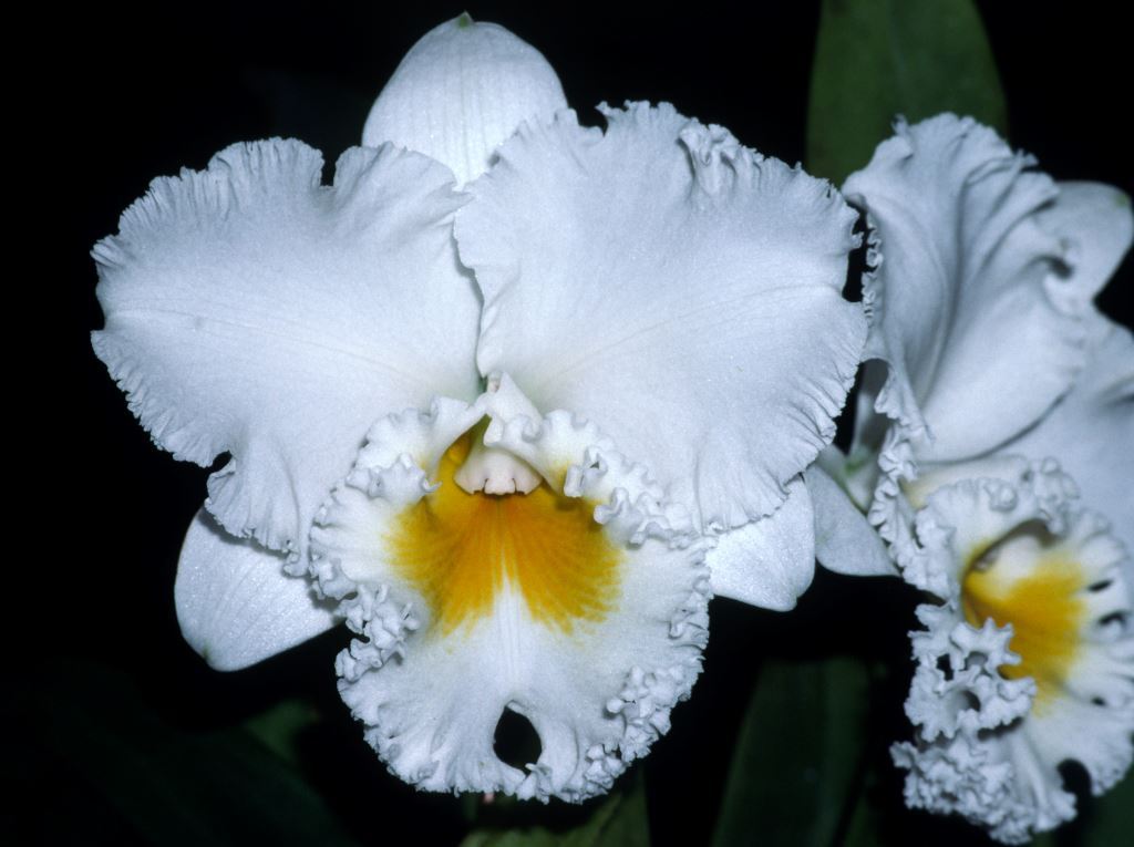 Rhyncholaeliocattleya Burdekin Bells - HCC/AOC