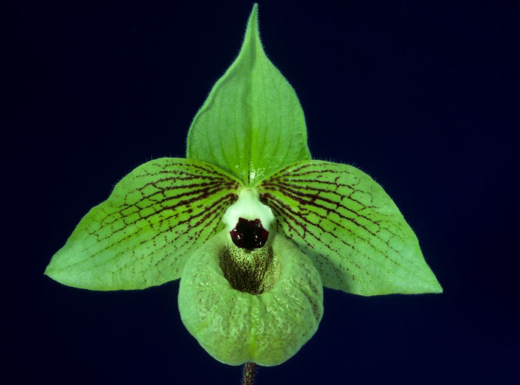Paphiopedilum malipoense - AM/AOC